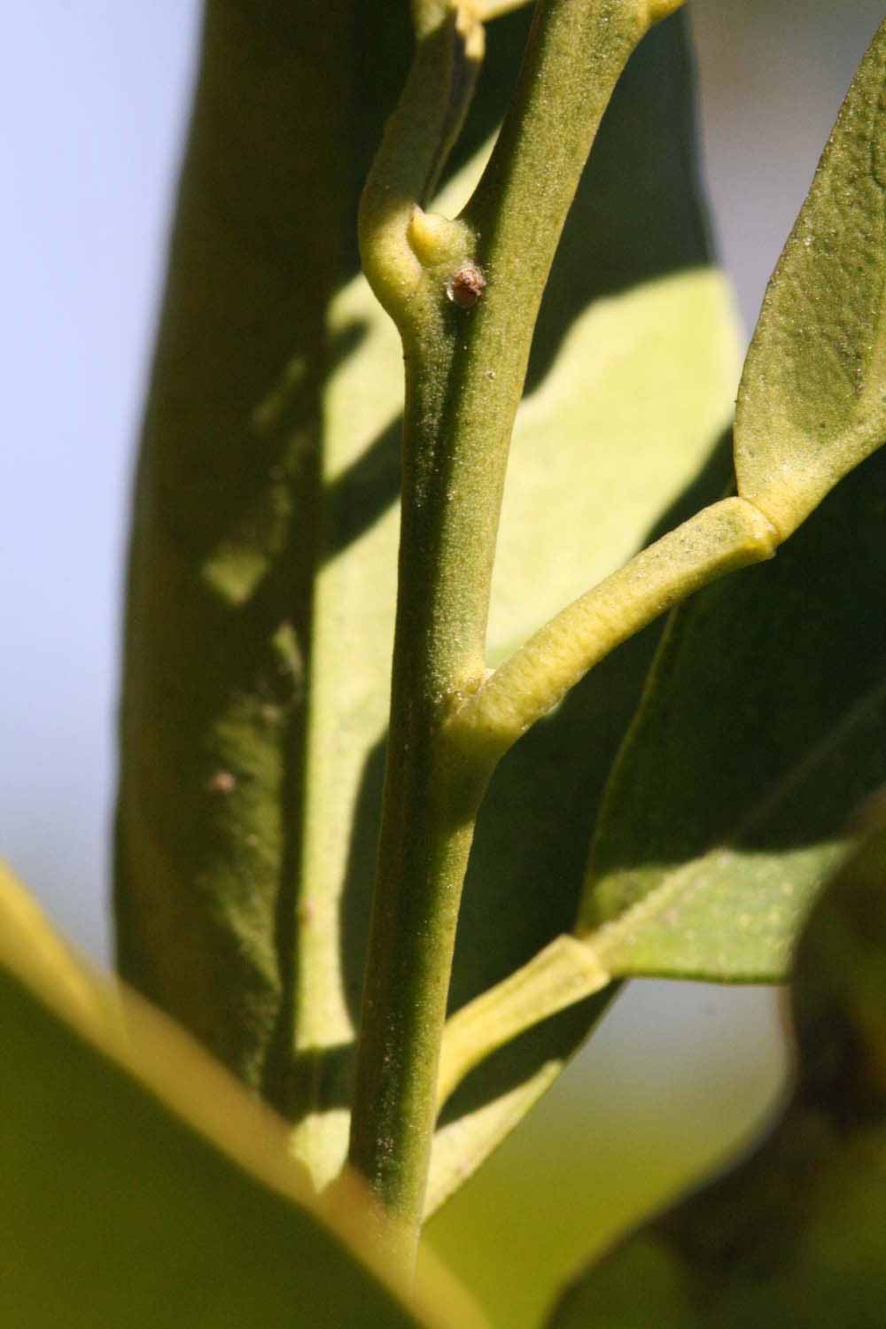              First year twig (Riverside, CA)       